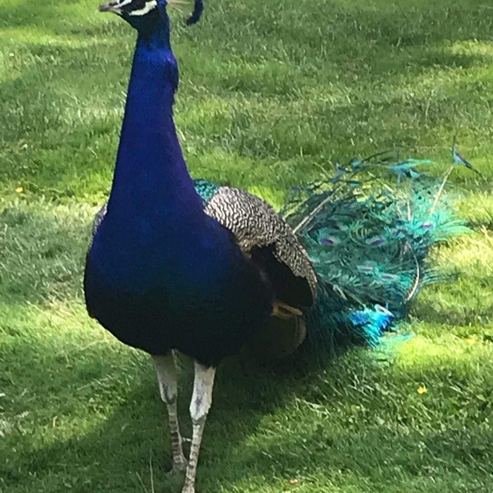 Meet your Posher, Elizabeth